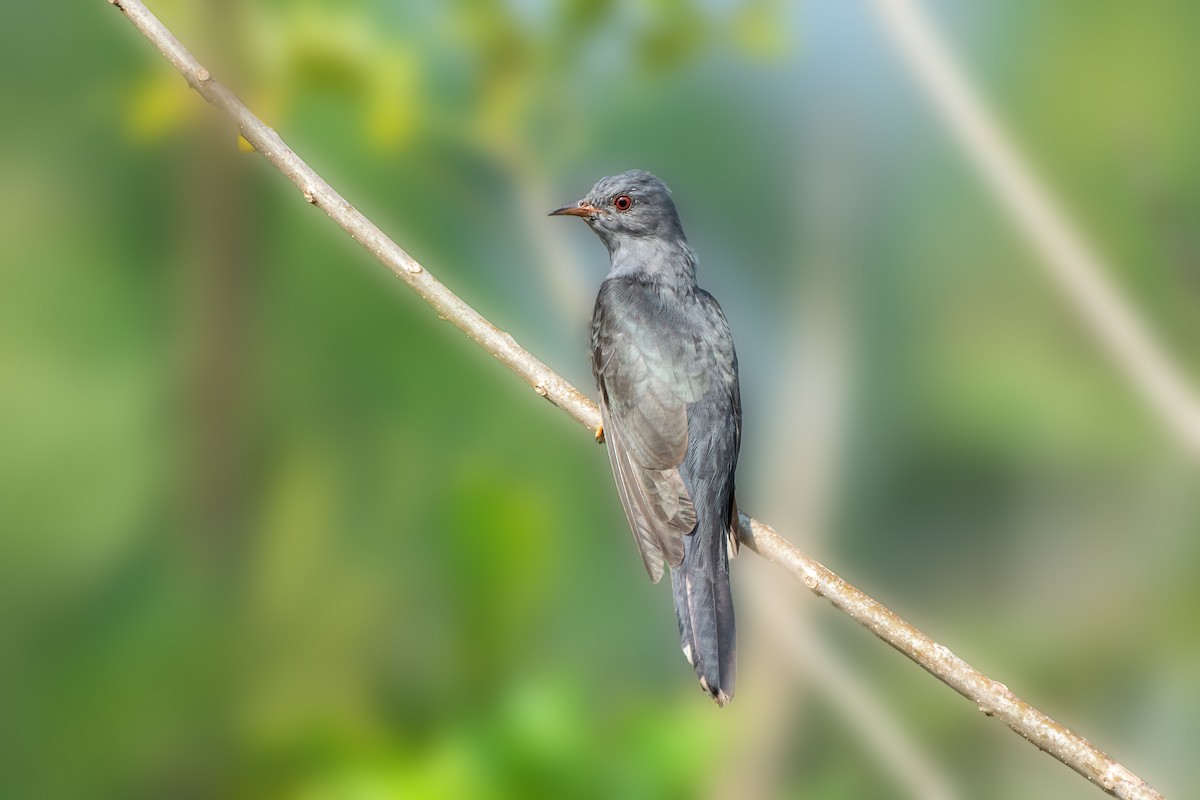 Gray-bellied Cuckoo - Shameer Kodiyathur