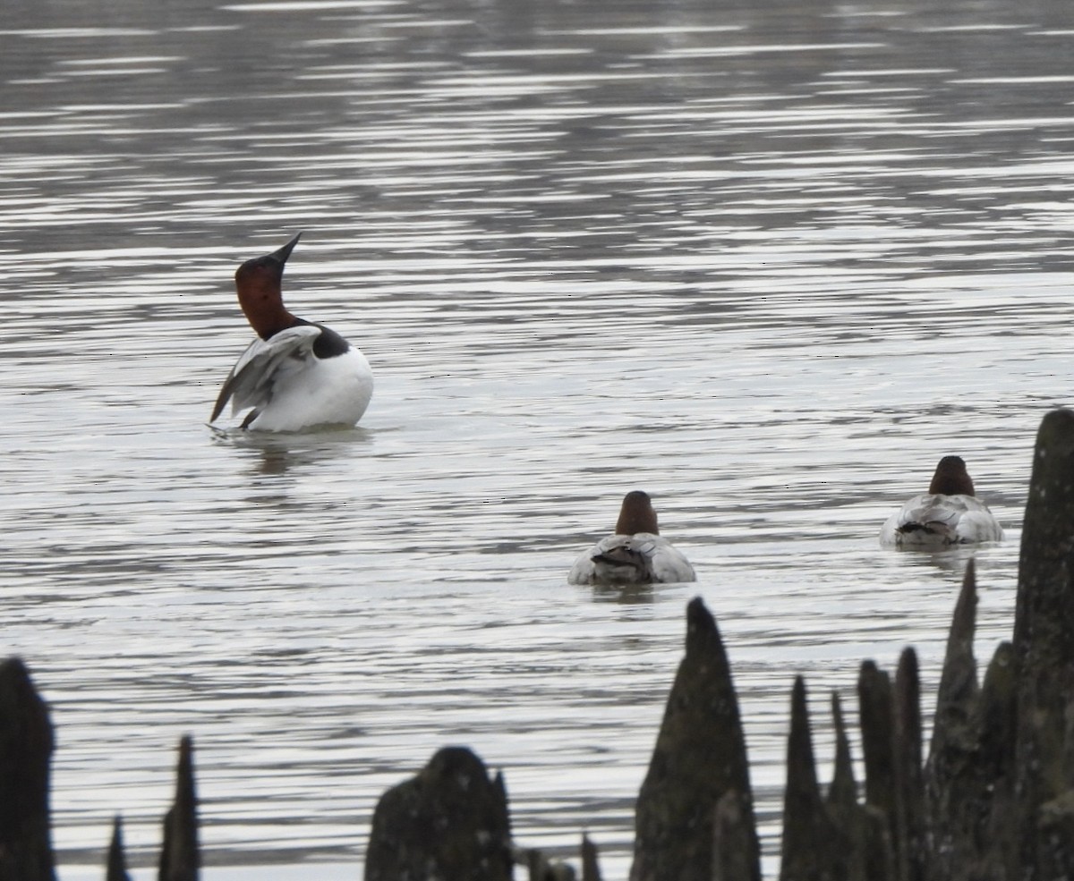 Canvasback - ML615253143