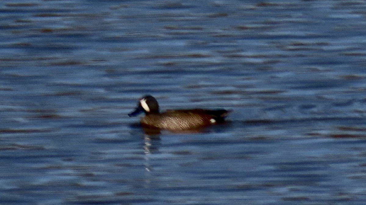 Blue-winged Teal - ML615253160