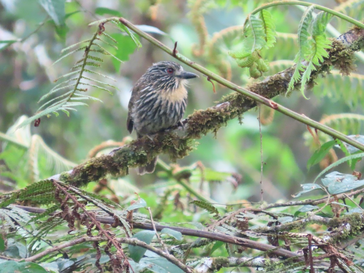 Black-streaked Puffbird - ML615253206