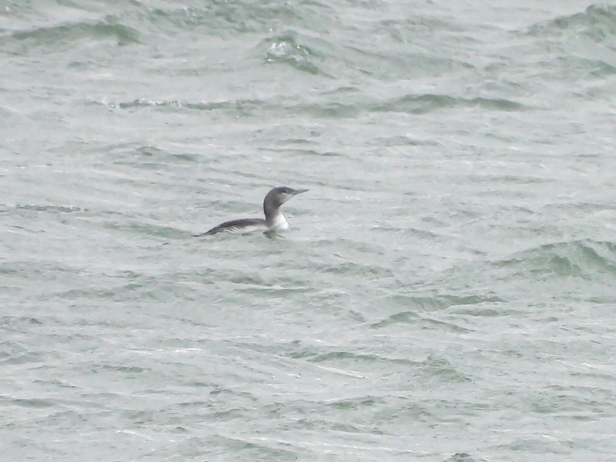 Red-throated Loon - ML615253246