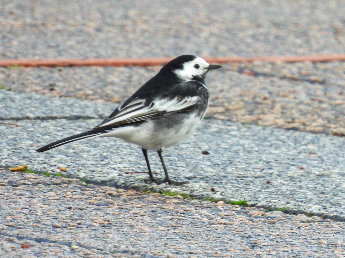 White Wagtail (British) - ML615253269