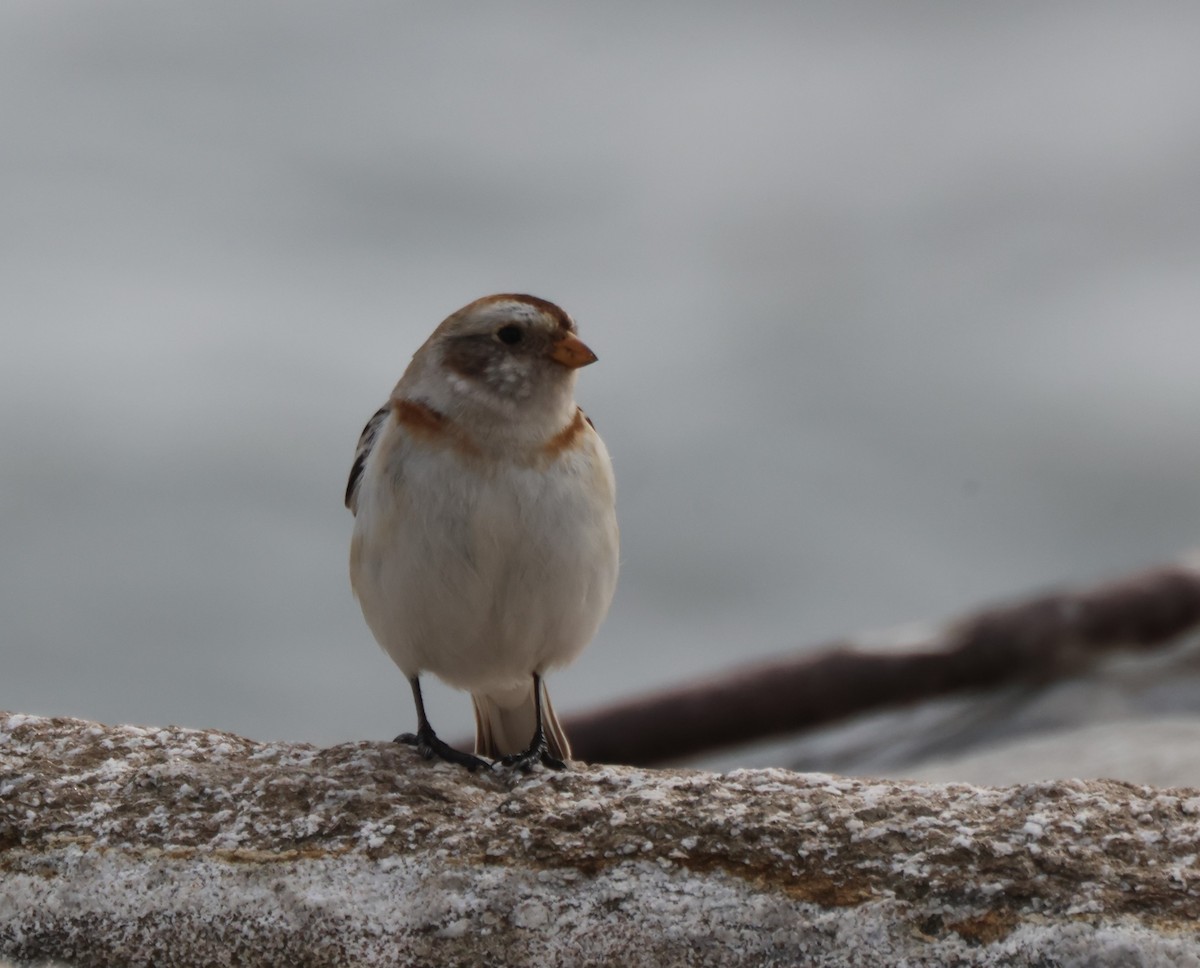 Snow Bunting - ML615253278