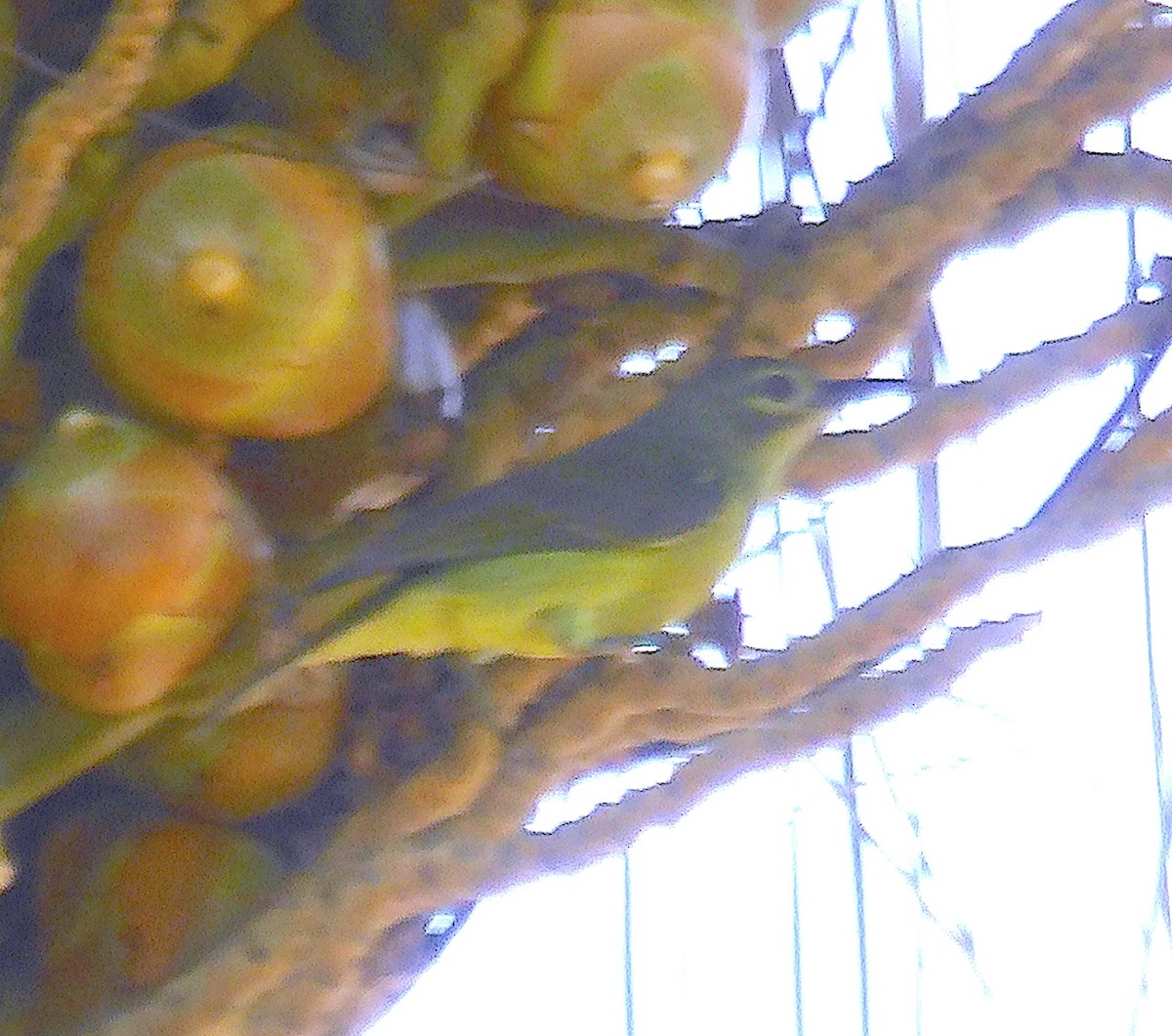 Brown-throated Sunbird - ML615253431