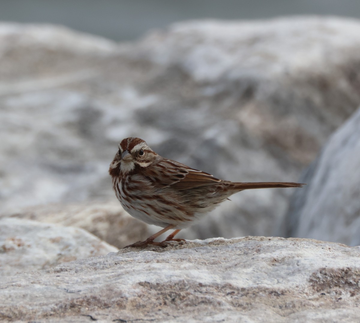 Song Sparrow - ML615253449