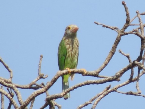 Lineated Barbet - Bob Hargis