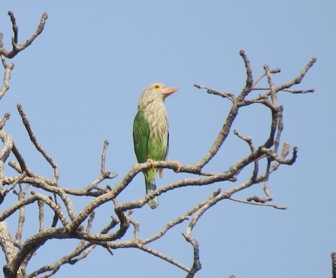 Kırçıllı Barbet - ML615253474