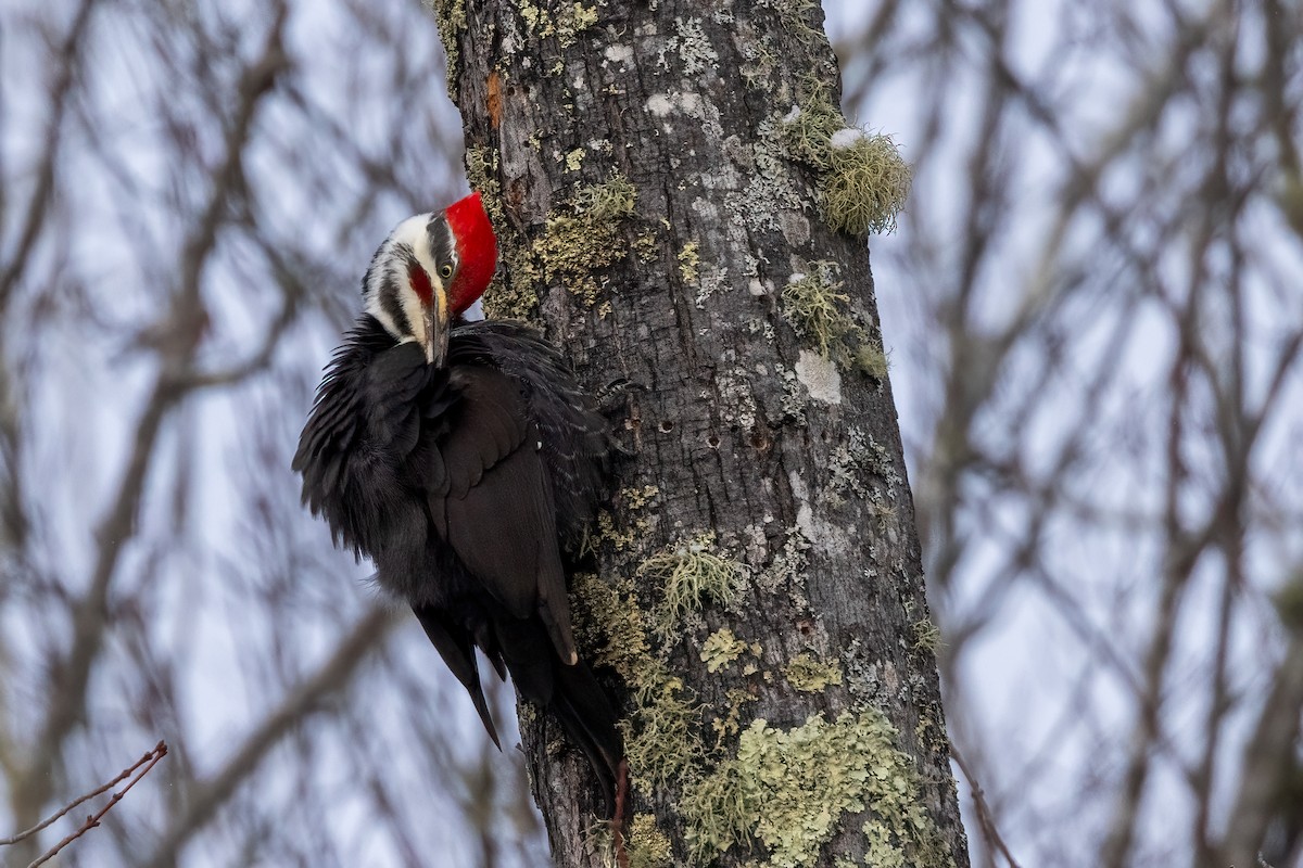 Pileated Woodpecker - ML615253513