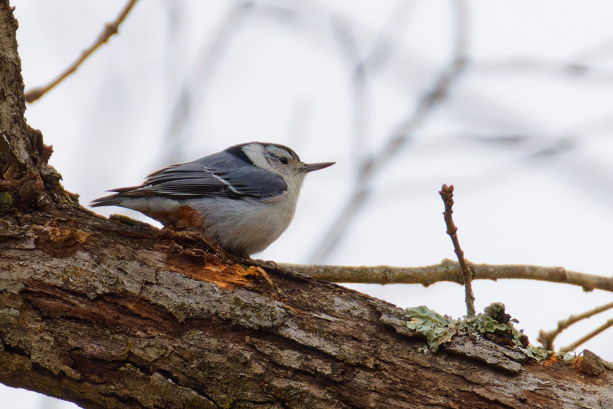 White-breasted Nuthatch - ML615253619