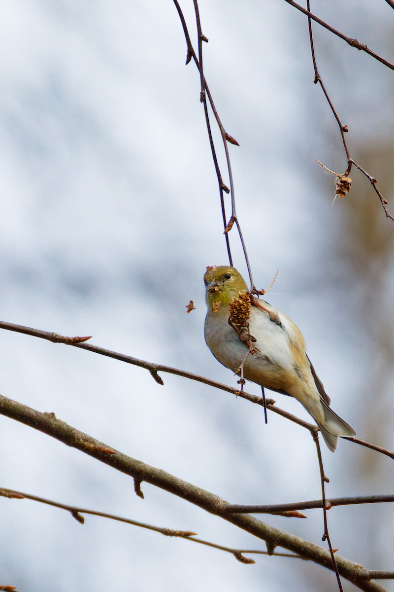 American Goldfinch - Ruogu Li