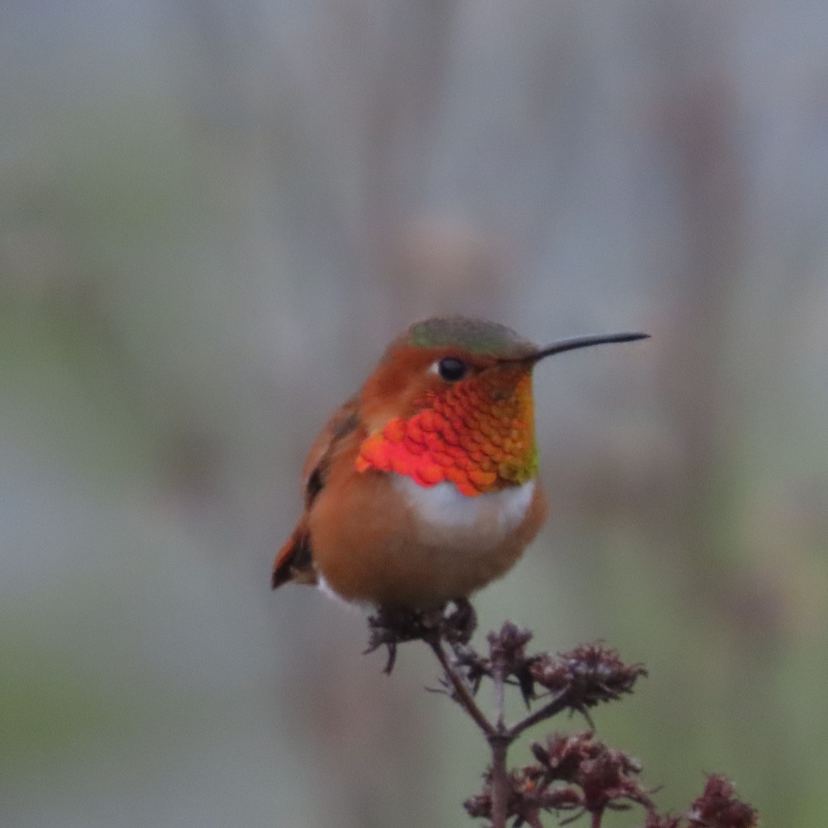 Allen's Hummingbird - ML615253644