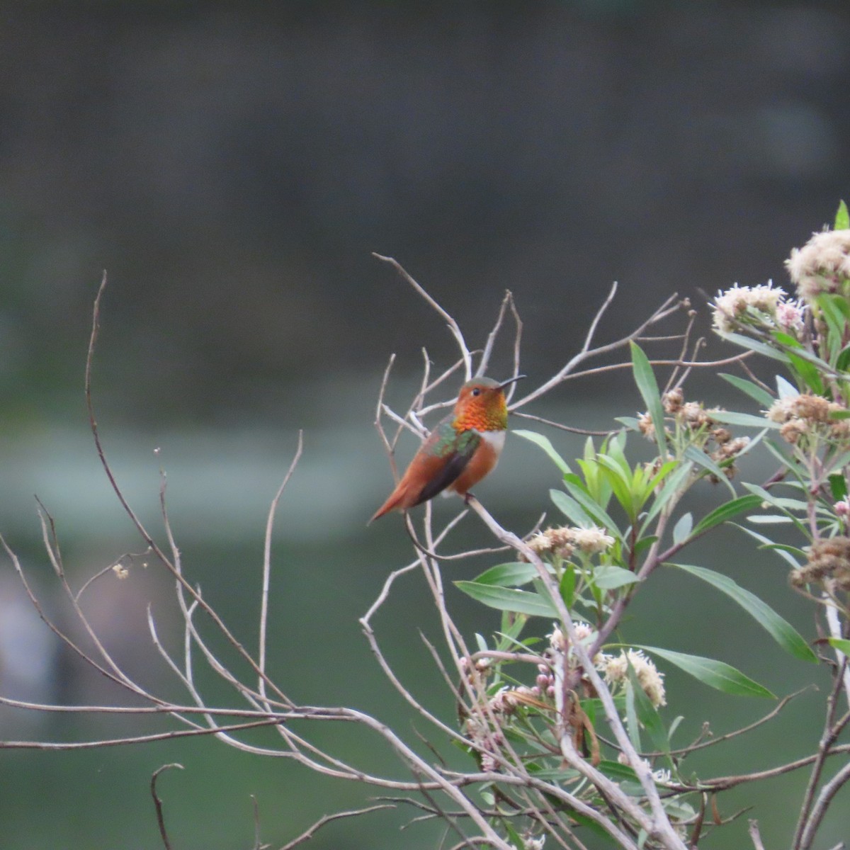 Allen's Hummingbird - ML615253648