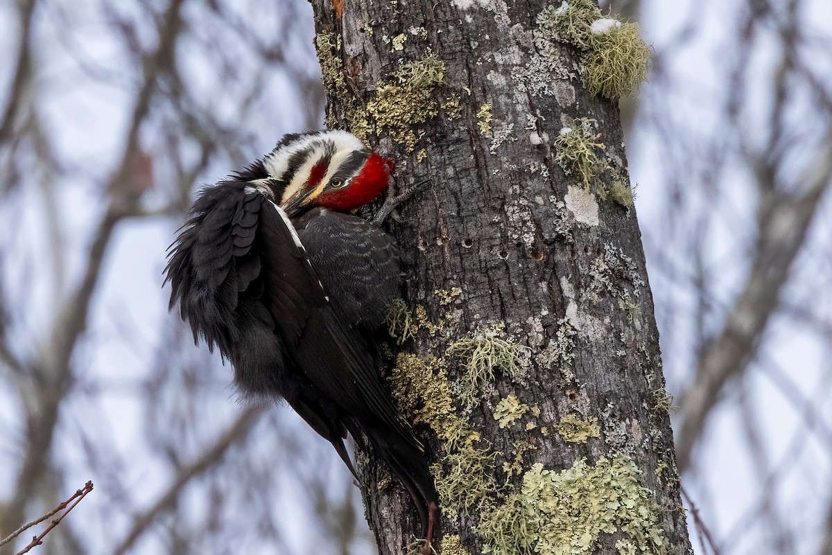 Pileated Woodpecker - ML615253649