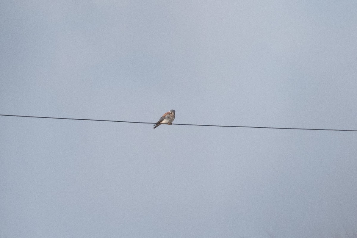 American Kestrel - ML615253656