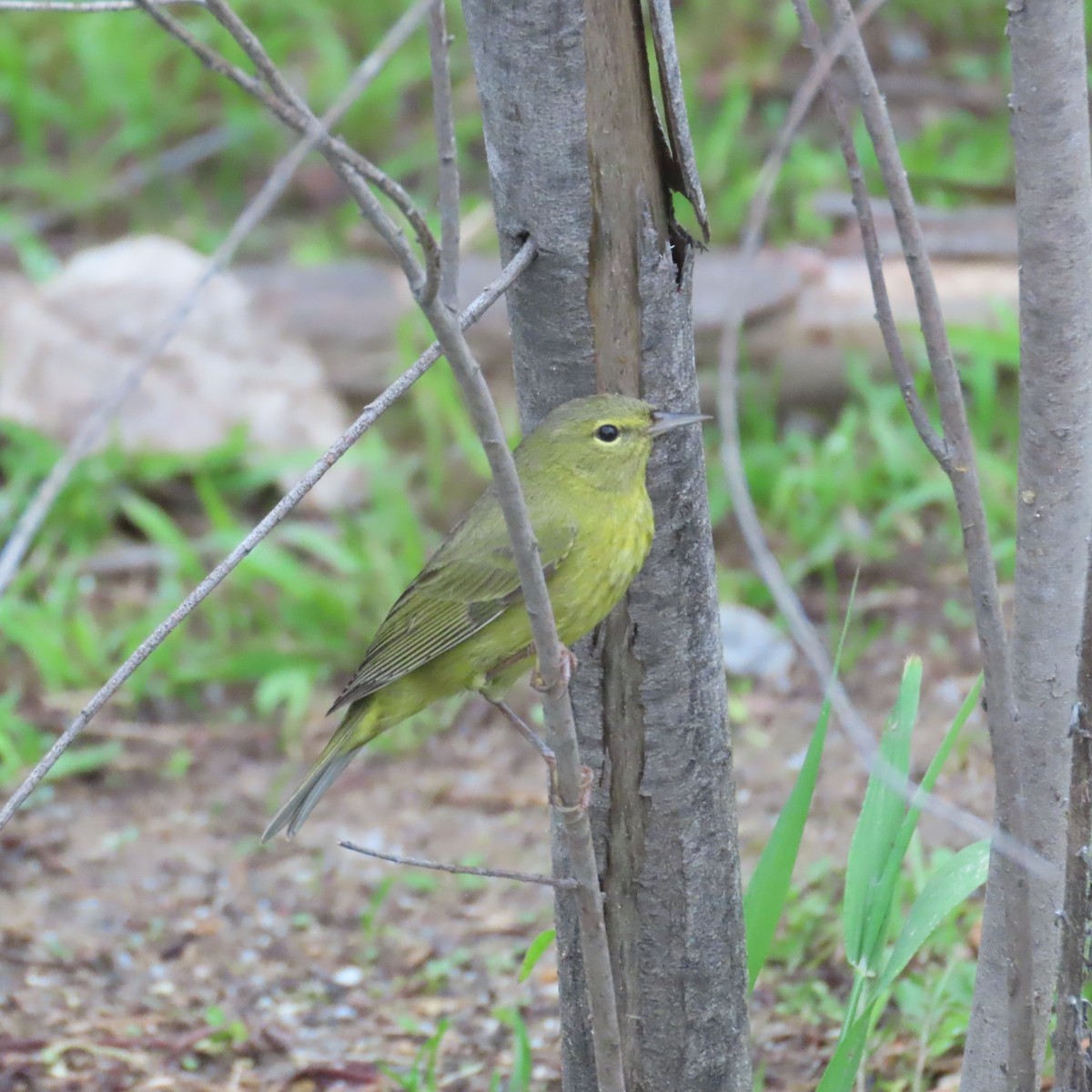 Orange-crowned Warbler - ML615253657