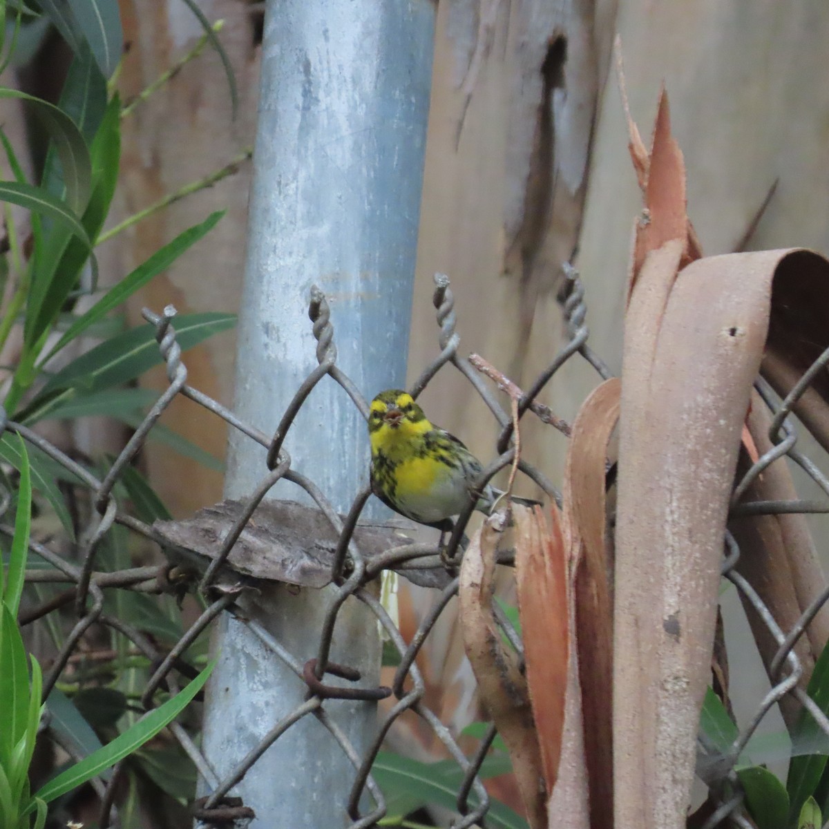 Townsend's Warbler - ML615253669