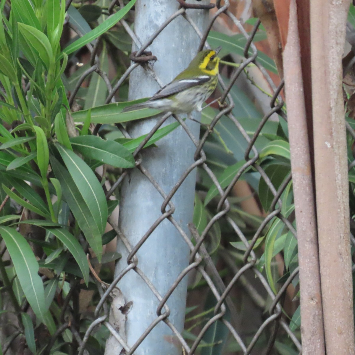 Townsend's Warbler - ML615253674