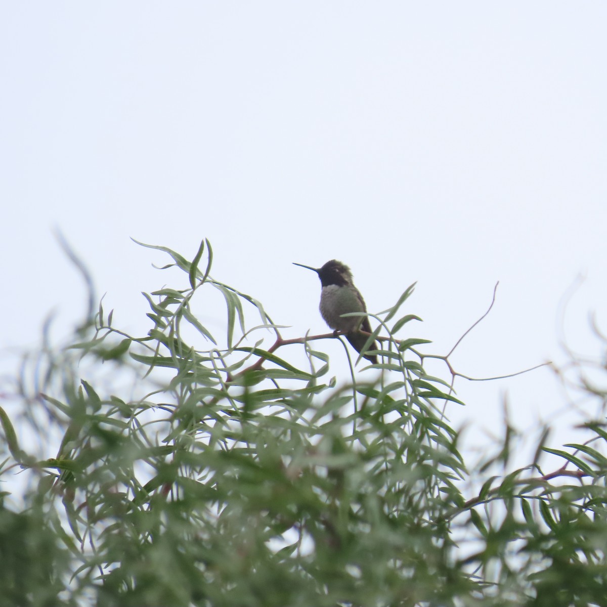 rødmaskekolibri - ML615253686