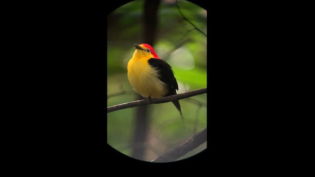 Wire-tailed Manakin - ML615253704