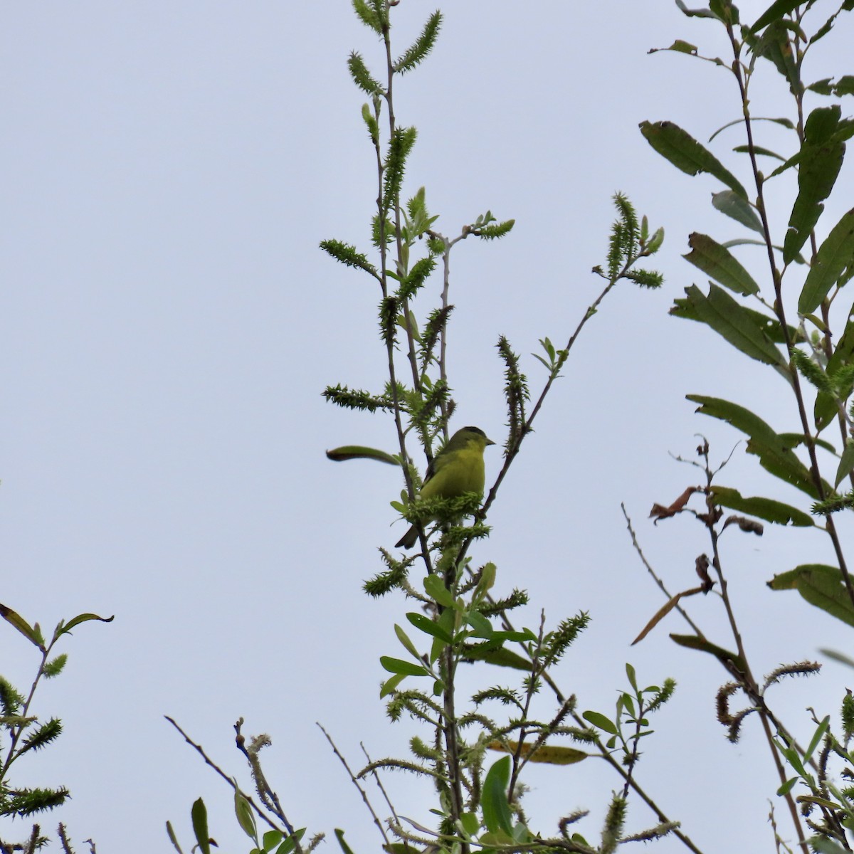 Lesser Goldfinch - ML615253706