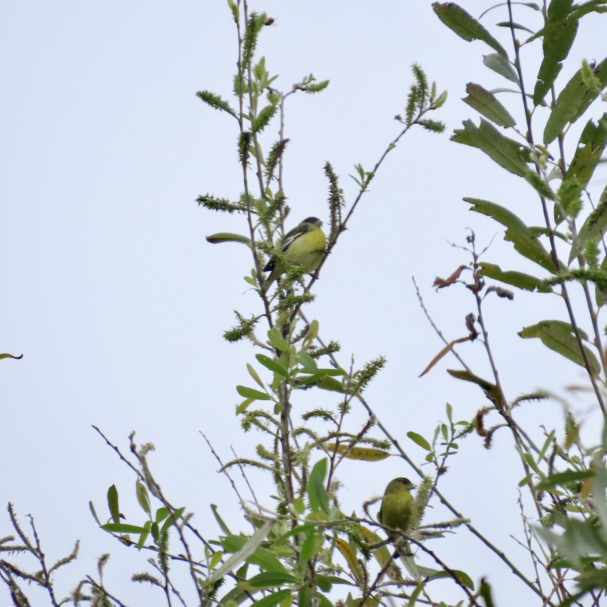 Lesser Goldfinch - ML615253712