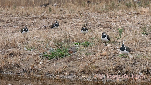 Northern Lapwing - ML615253713