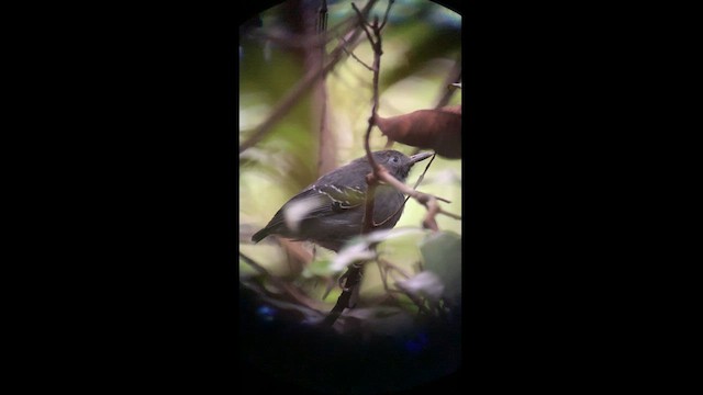 Black-chinned Antbird - ML615253725