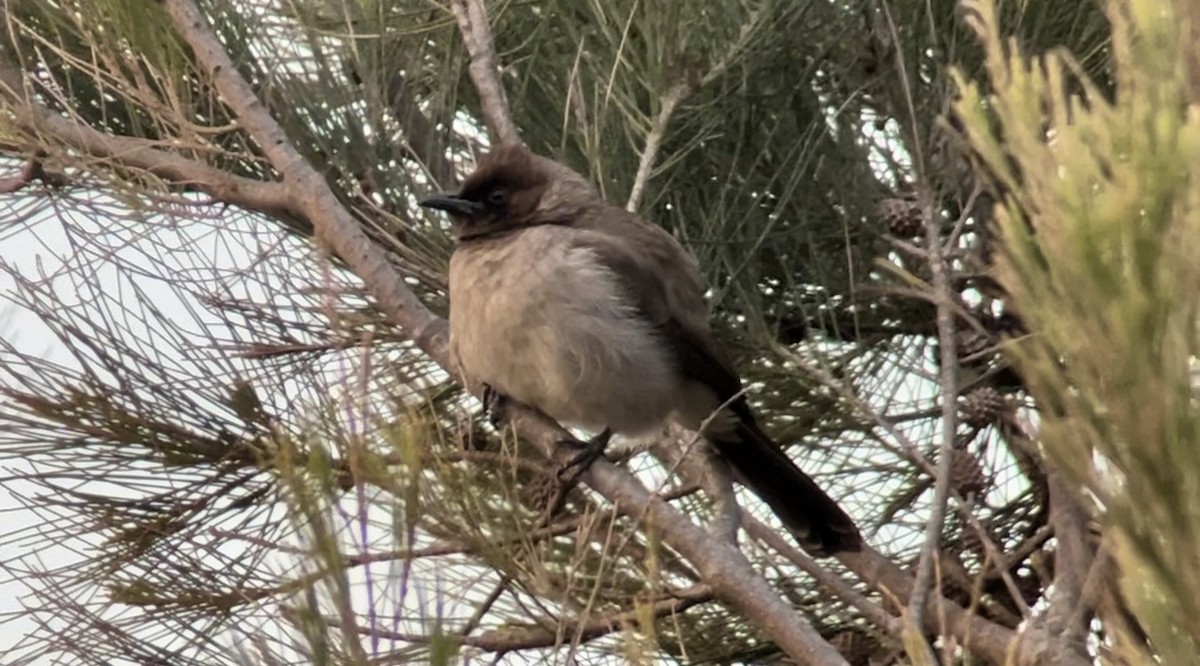 Bulbul des jardins - ML615253741