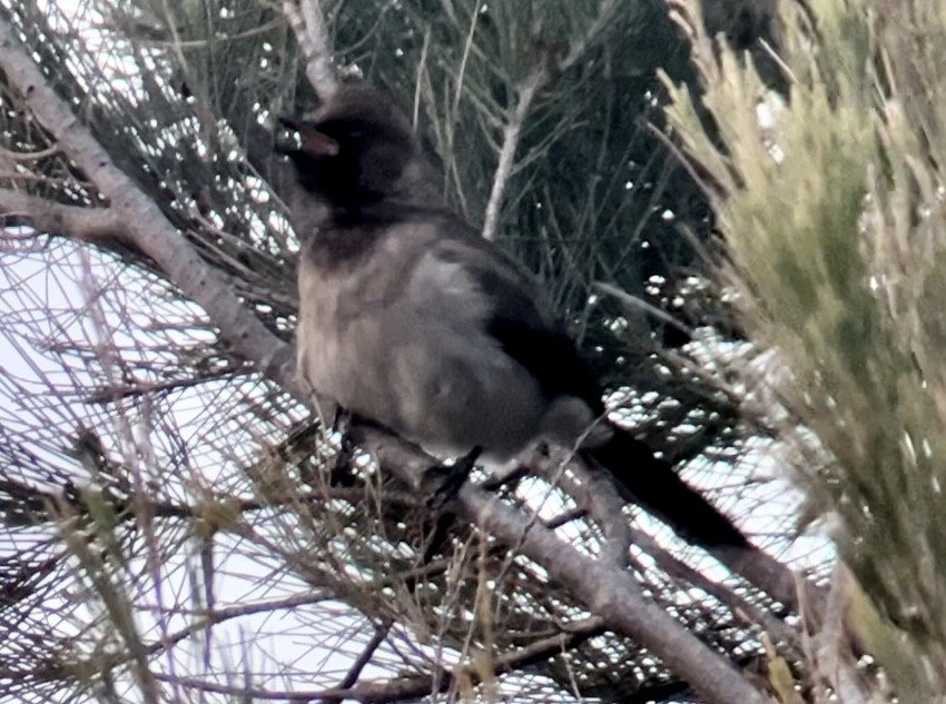 Bulbul des jardins - ML615253742