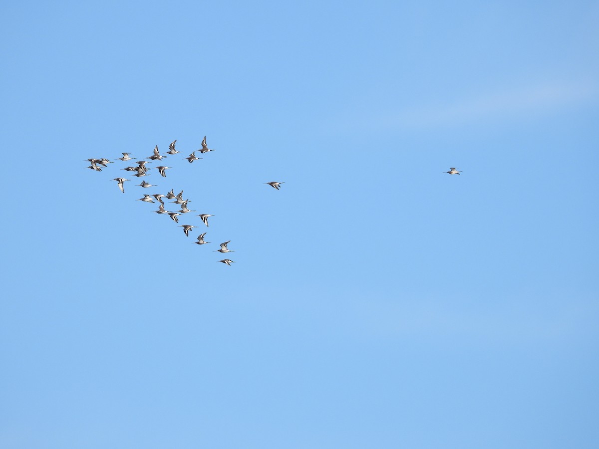 Black-tailed Godwit - biel miquel