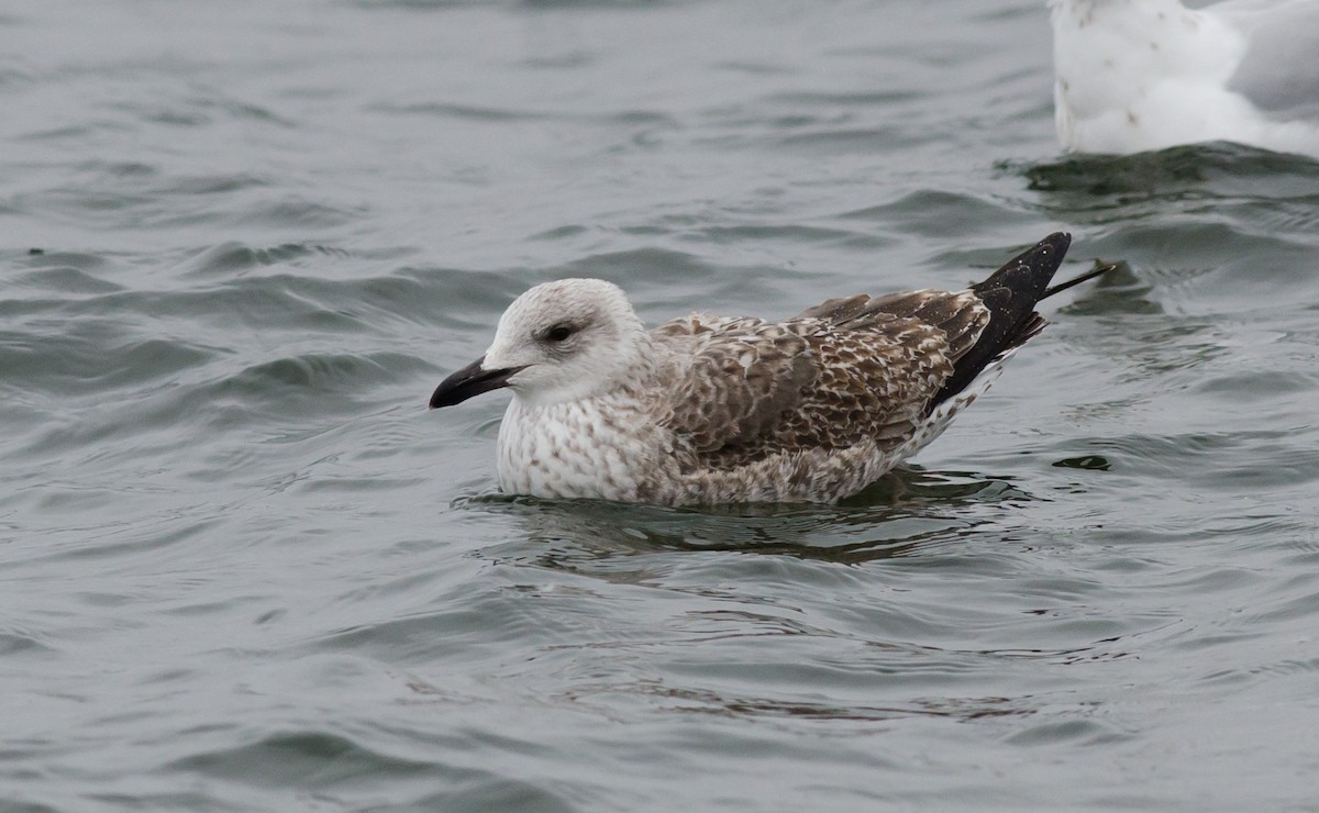 Lesser Black-backed Gull - ML615253866