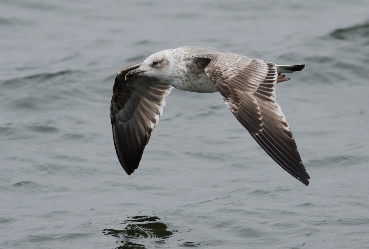 Lesser Black-backed Gull - Alix d'Entremont