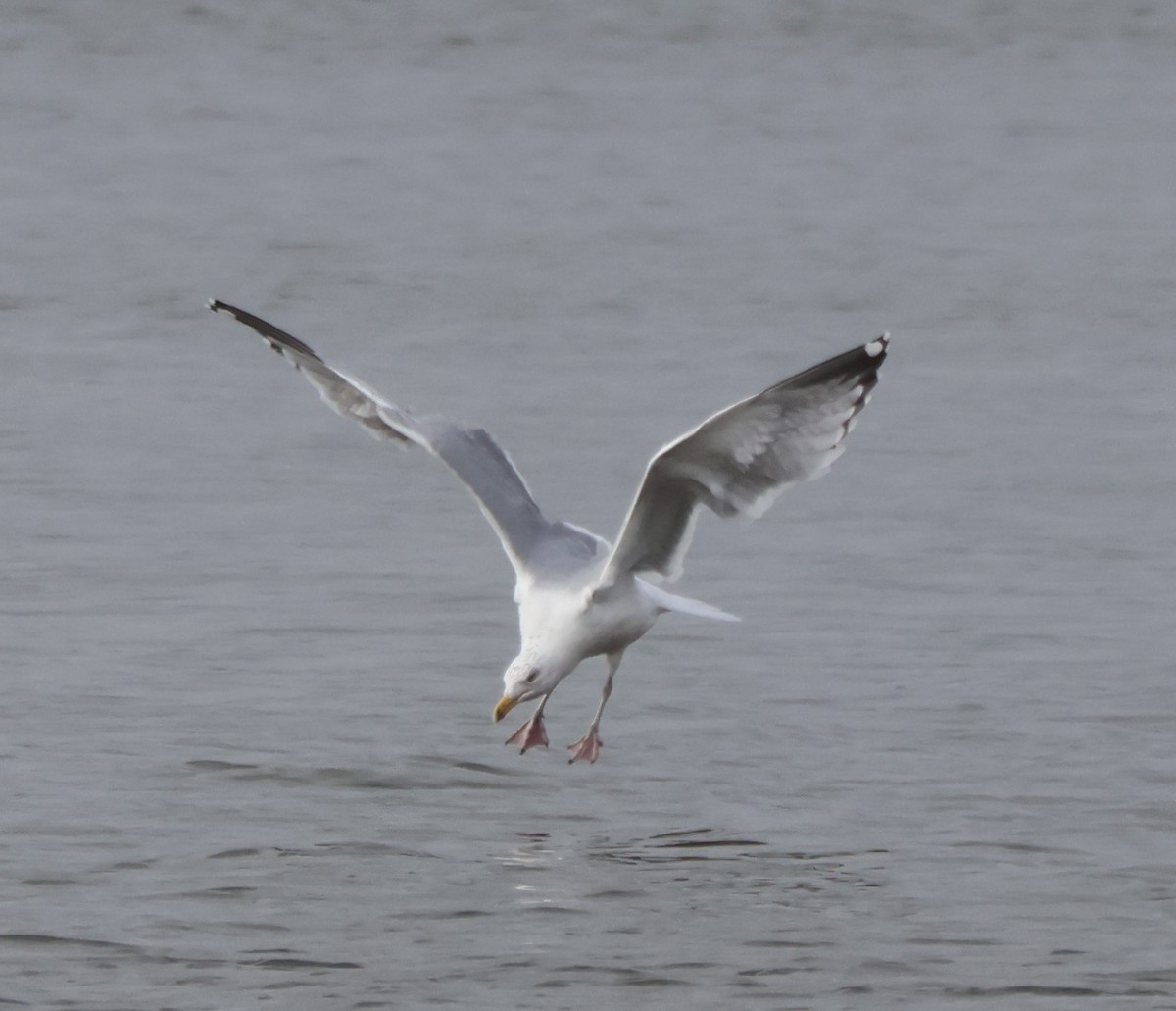 Herring Gull - ML615253870