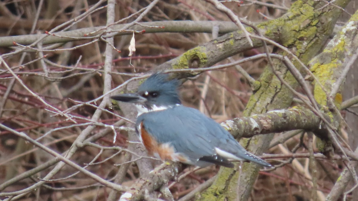 Belted Kingfisher - ML615253888