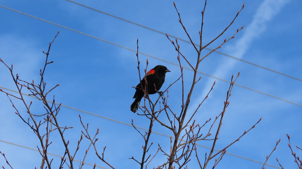 Red-winged Blackbird - ML615253923