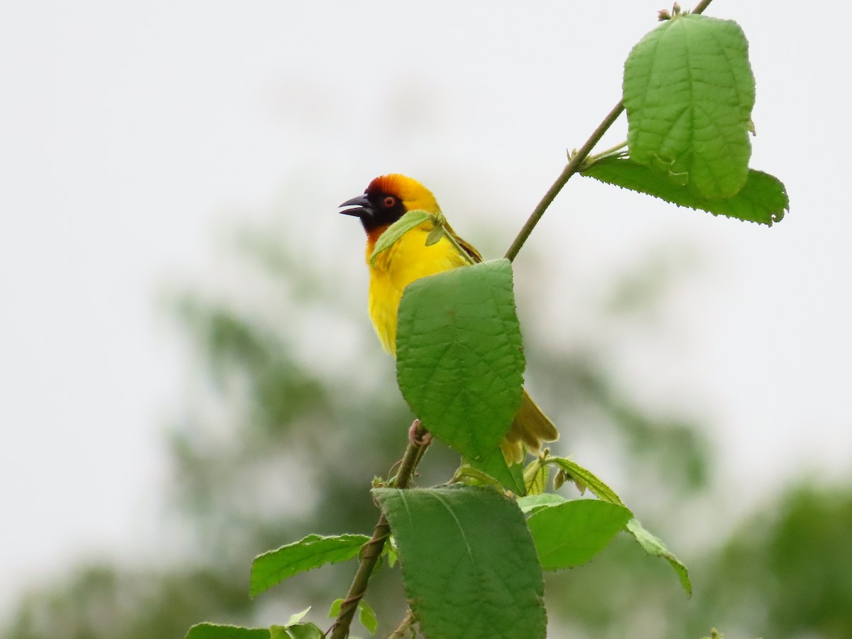 Vitelline Masked-Weaver - ML615253940