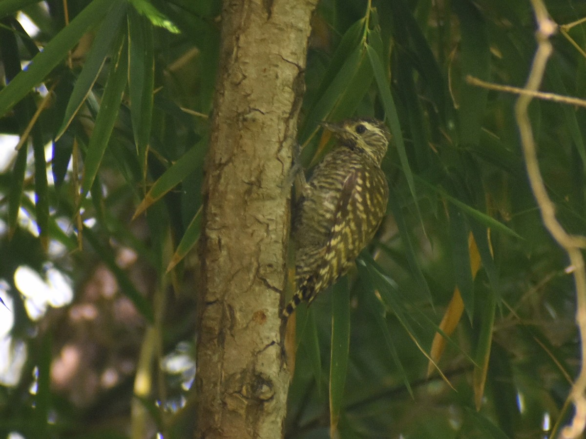 White-spotted Woodpecker - Monica Decarlini