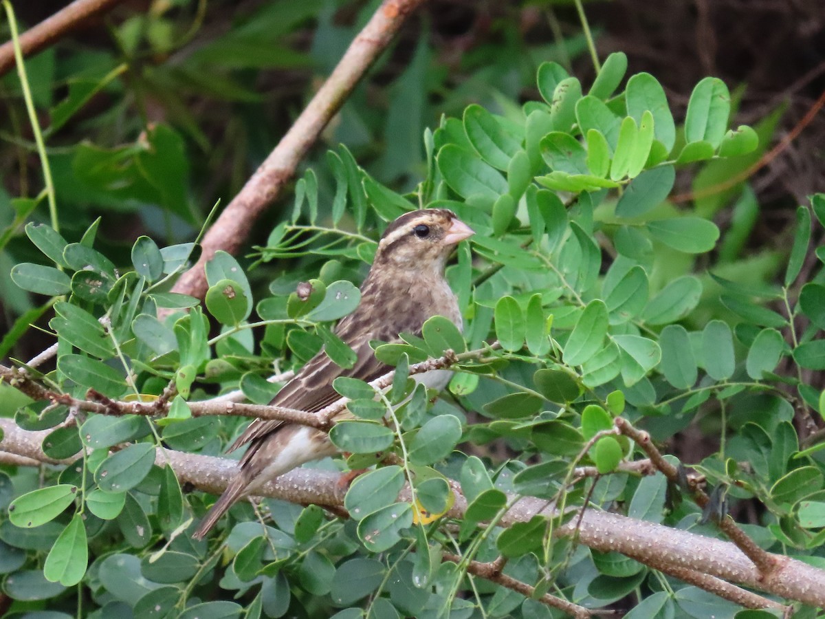 Village Indigobird - ML615253964