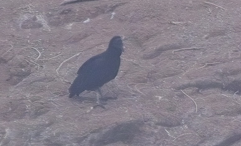 Black Vulture - ML615253991