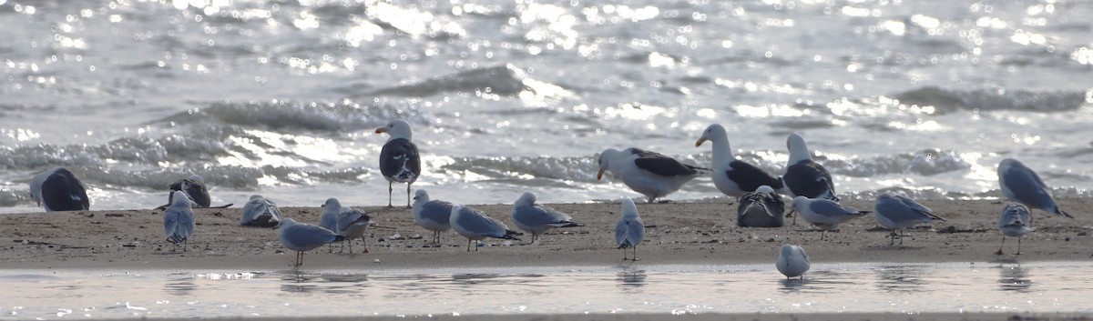 Great Black-backed Gull - ML615254096