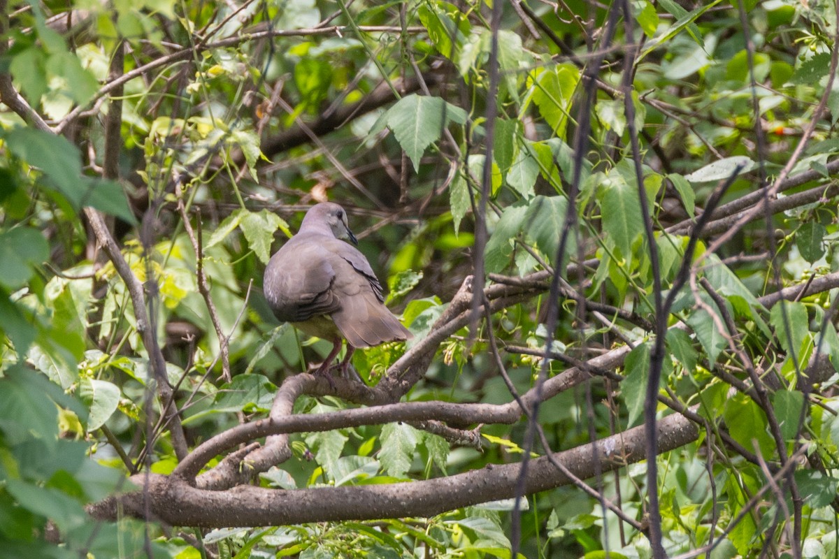 Paloma Montaraz de las Yungas - ML615254175