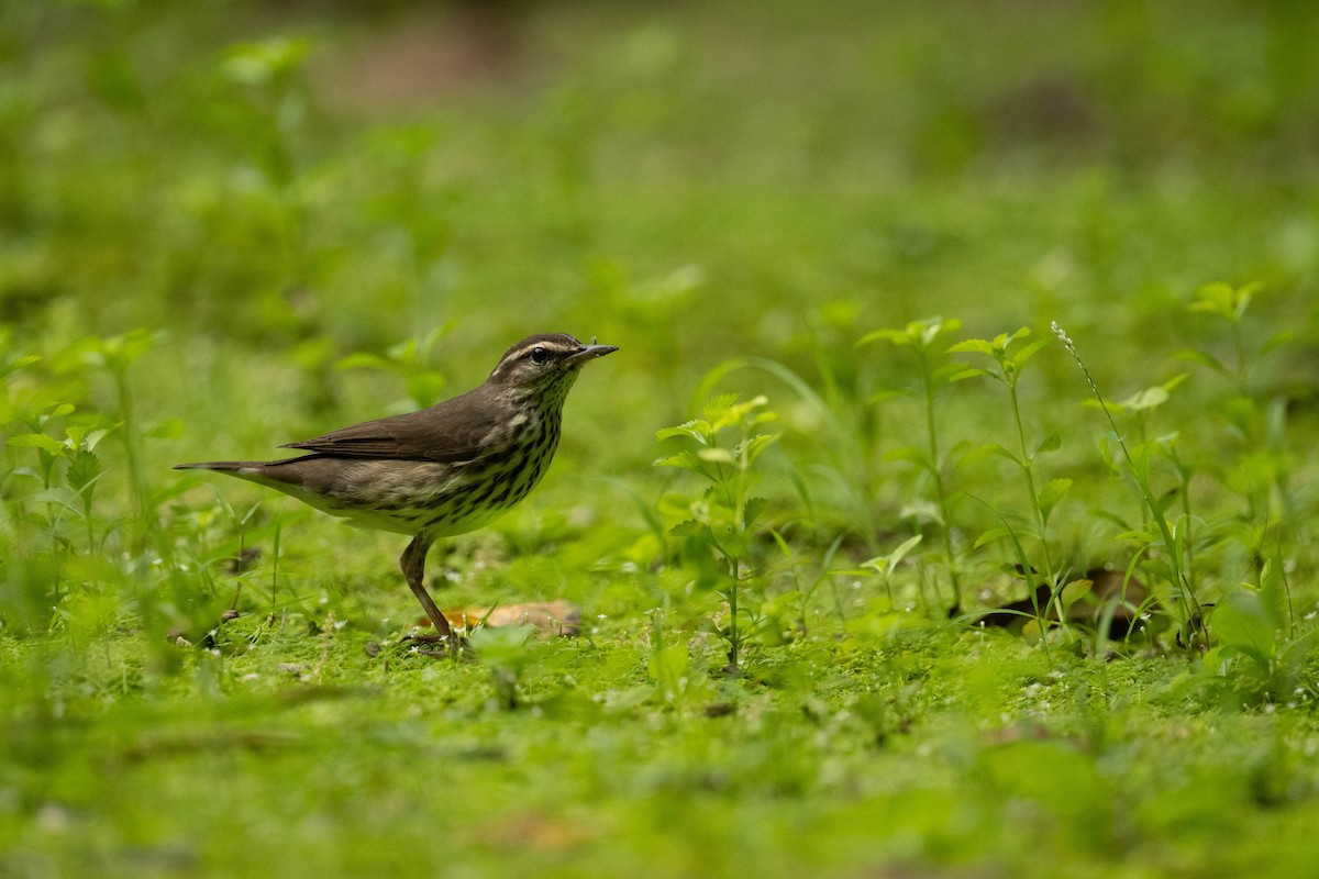 Northern Waterthrush - ML615254223