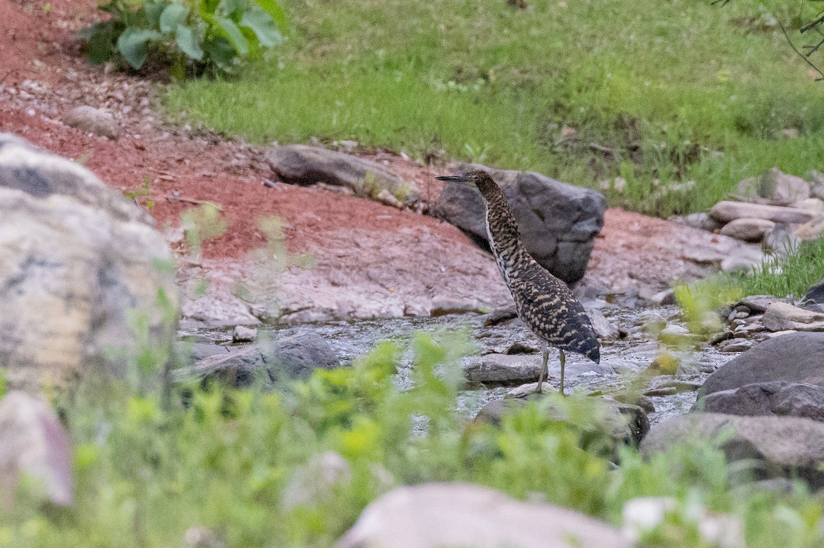 Rufescent Tiger-Heron - ML615254229