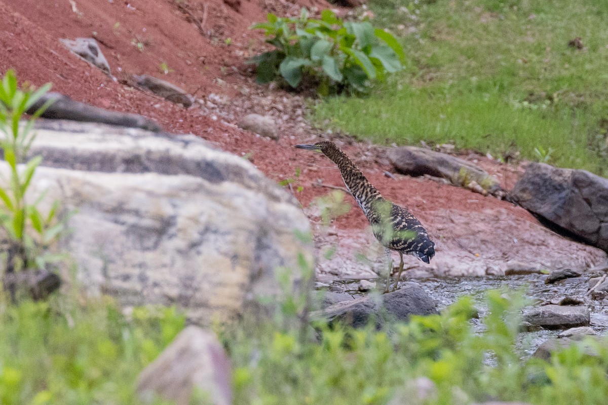 Rufescent Tiger-Heron - ML615254230
