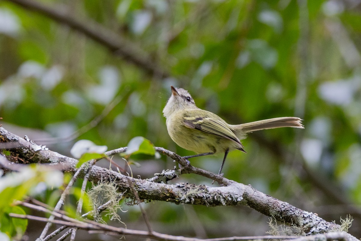 Sclater's Tyrannulet - Charlie Bostwick
