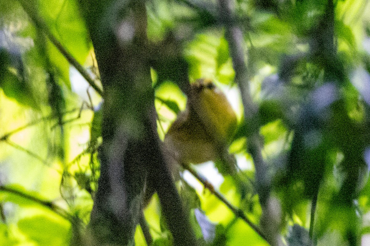 Pale-legged Warbler - ML615254258