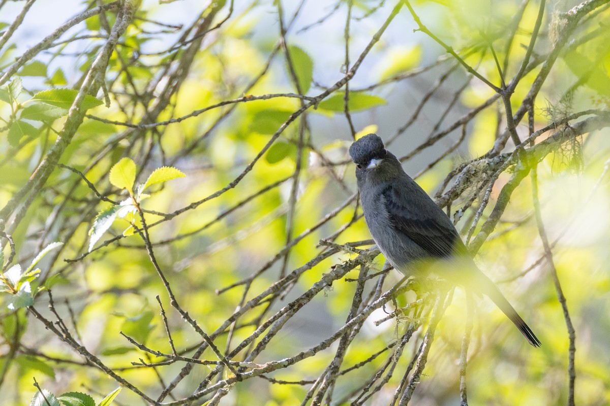 Plumbeous Black-Tyrant - ML615254297