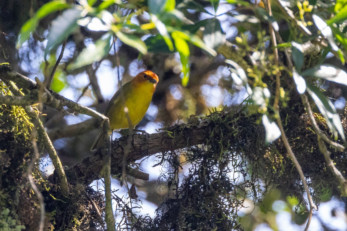 Rust-and-yellow Tanager - ML615254340