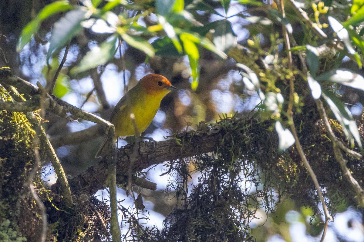 Rust-and-yellow Tanager - ML615254341