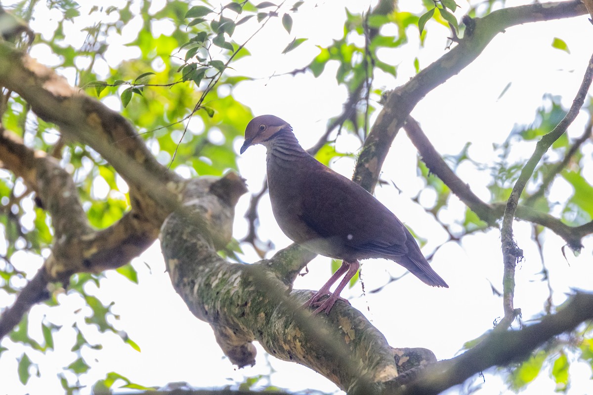 White-throated Quail-Dove - ML615254349